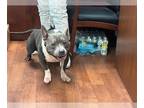 Staffordshire Bull Terrier Mix DOG FOR ADOPTION RGADN-1389973 - PROTEIN -
