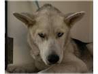 Siberian Husky DOG FOR ADOPTION RGADN-1389976 - DUCHESS DUCK - Siberian Husky