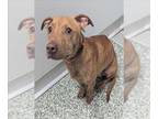 American Pit Bull Terrier DOG FOR ADOPTION RGADN-1389979 - JACK - Pit Bull