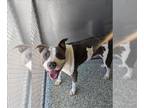 American Pit Bull Terrier Mix DOG FOR ADOPTION RGADN-1389980 - MARCO - Pit Bull