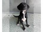 Labrador Retriever Mix DOG FOR ADOPTION RGADN-1389982 - PHIL - Labrador