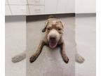 Chinese Shar-Pei DOG FOR ADOPTION RGADN-1389988 - PACO - Chinese Shar-Pei