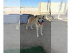 Labrador Retriever-Siberian Husky Mix DOG FOR ADOPTION RGADN-1389992 - A112609 -