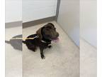 Labrador Retriever DOG FOR ADOPTION RGADN-1389994 - RUSTY - Labrador Retriever