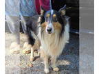 Collie DOG FOR ADOPTION RGADN-1390001 - Roscoe - Not at shelter - Collie (long