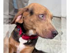Beagle Mix DOG FOR ADOPTION RGADN-1390002 - Ham - At shelter available 11/1 -