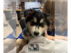 German Shepherd Dog-Siberian Husky Mix DOG FOR ADOPTION RGADN-1390006 - TOAST -