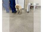 Miniature Labradoodle DOG FOR ADOPTION RGADN-1390011 - *RANDY - Labrador
