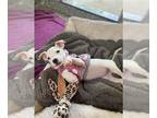 Carolina Dog DOG FOR ADOPTION RGADN-1390014 - EDIE - Carolina Dog (medium coat)