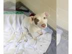 American Pit Bull Terrier Mix DOG FOR ADOPTION RGADN-1390015 - ELLEN - Pit Bull