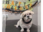 Lhasa Apso Mix DOG FOR ADOPTION RGADN-1390043 - *DONNIE THORNBERRY - Lhasa Apso