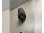 Poodle (Miniature) Mix DOG FOR ADOPTION RGADN-1390046 - *CADEN - Poodle
