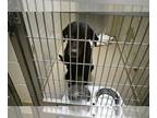 Labrador Retriever DOG FOR ADOPTION RGADN-1390052 - SKIPPER - Labrador Retriever