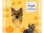 Pomeranian Mix DOG FOR ADOPTION RGADN-1390065 - A112583 - Yorkshire Terrier