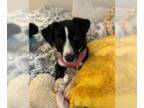English Springer Spaniel Mix DOG FOR ADOPTION RGADN-1390067 - Oreo - Springer