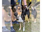 Alaskan Malamute-German Shepherd Dog Mix DOG FOR ADOPTION RGADN-1390068 - Rascal