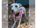 Rat Terrier Mix DOG FOR ADOPTION RGADN-1390073 - Susie - Rat Terrier / Mixed Dog