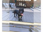 English Springer Spaniel DOG FOR ADOPTION RGADN-1390076 - Winnie - Springer