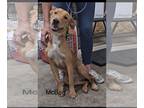 Golden Retriever Mix DOG FOR ADOPTION RGADN-1390082 - McBee - Beautiful Boy!