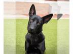 Shepradors DOG FOR ADOPTION RGADN-1390089 - *TALKY - German Shepherd Dog /