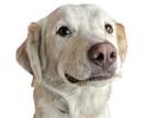 Borador DOG FOR ADOPTION RGADN-1390093 - PENNY LANE - Labrador Retriever /
