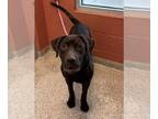 Labrador Retriever DOG FOR ADOPTION RGADN-1390097 - HARVEY - Labrador Retriever