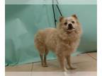 Pomeranian Mix DOG FOR ADOPTION RGADN-1390107 - VAGA - Pomeranian / Mixed