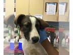 Pyrenees Husky DOG FOR ADOPTION RGADN-1390116 - Dog - Great Pyrenees / Siberian