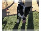 Border-Aussie DOG FOR ADOPTION RGADN-1390119 - MAGGIE - Australian Shepherd /