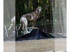 Great Dane DOG FOR ADOPTION RGADN-1390121 - Opal - Great Dane Dog For Adoption