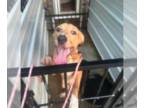 Coonhound-Labrador Retriever Mix DOG FOR ADOPTION RGADN-1390122 - Calvin -