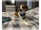 Puggle DOG FOR ADOPTION RGADN-1390124 - Magellan - Magnificent Pup!!