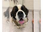 Saint Bernard DOG FOR ADOPTION RGADN-1390127 - MOOSE - Saint Bernard (long coat)