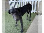 Afghan Hound-Labrador Retriever Mix DOG FOR ADOPTION RGADN-1390133 - *GOMEZ -