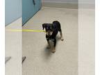Pointer-Rottweiler Mix DOG FOR ADOPTION RGADN-1390145 - *STAR - Rottweiler /