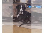 Great Dane DOG FOR ADOPTION RGADN-1390177 - Jojo - Great Dane Dog For Adoption
