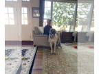 Mastiff DOG FOR ADOPTION RGADN-1390182 - Princess - English Mastiff Dog For