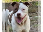 American Pit Bull Terrier DOG FOR ADOPTION RGADN-1390189 - 24-694 Nilla - Pit