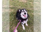 Alaskan Malamute-Huskies Mix DOG FOR ADOPTION RGADN-1390193 - Siku - Alaskan