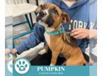 Boxer Mix DOG FOR ADOPTION RGADN-1390195 - Pumpkin 101224 - Boxer / Mixed Dog