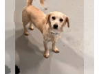 Dachshund DOG FOR ADOPTION RGADN-1390197 - Kenyatta #0665 - Dachshund Dog For