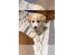 Labrenees DOG FOR ADOPTION RGADN-1390204 - Mulan - Great Pyrenees / Labrador