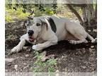 Great Dane DOG FOR ADOPTION RGADN-1390210 - Oswald - Great Dane Dog For Adoption