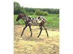 Ulrich Loud leopard filly