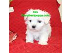 Maltese Puppy