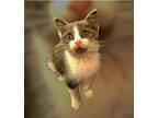 Cosmo, Domestic Shorthair For Adoption In Delray Beach, Florida