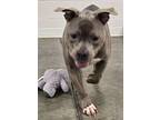 Heathcliff, American Pit Bull Terrier For Adoption In Sandusky, Ohio