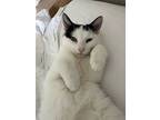 Marcy, Domestic Shorthair For Adoption In Salem, New Hampshire
