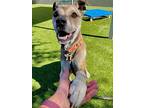 gus Gus*, American Pit Bull Terrier For Adoption In Salt Lake City, Utah