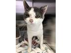 Moose, Domestic Shorthair For Adoption In Yadkinville, North Carolina